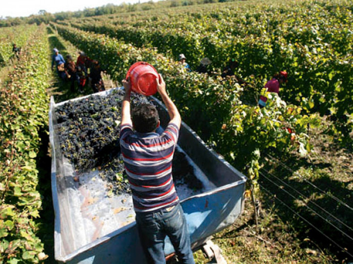 imagen El ITU trabajará en un nuevo proyecto de investigación para la industria vitivinícola